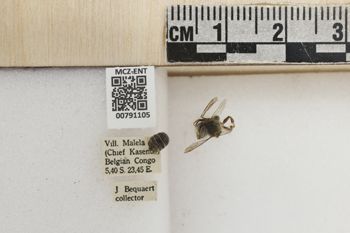 Media type: image;   Entomology 791105 Aspect: Labels